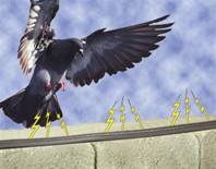 Pigeon landing on a wall that has shock ttrack installed