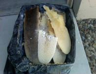 Honey comb removal can get very messy in the summer, we got lucky with this one.