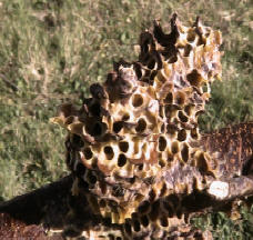 Bee removal hive built over pine cones