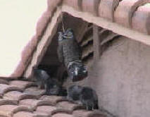 Owls don't work - pigeons roosting under an eave overhang