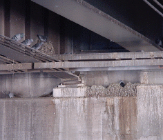 Freeway underpass - note all the pigeon poop on the ledges is 8 - 10" deep befor pigeon control netting was installed