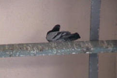Pigeon roosting on a metal beam above a door way to hospital