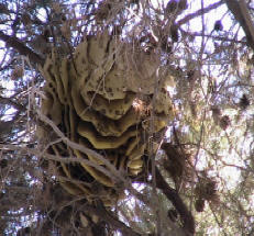 Massive bee hive removed from a pine tree