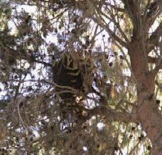 Bee remove from a home in Tolleson Arizona 50' up in a pine tree