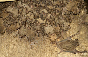 Brazilian Free-tailed Bats_Patrick Massey