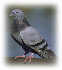 Feral Pigeon - Colunbia livia
