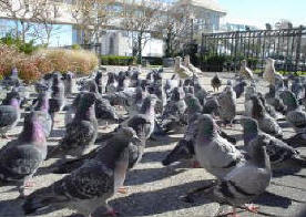 Large group of pigeon control on the ground looking for a handout