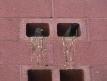 Pigeon nesting inside of block